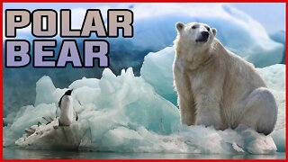 POLAR BEAR | ARCTIC CIRCLE | BROWN BEAR | BEAST | CARNIVORE