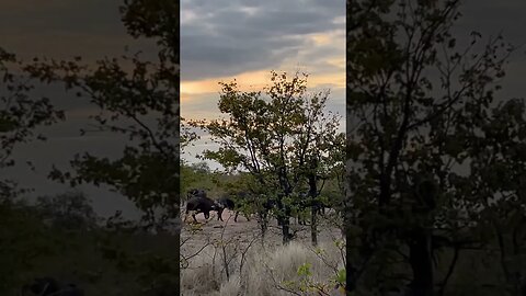 Buffalo Herd On The Move #nature #amazing #animals #safari #wildlife