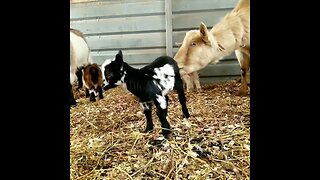 #goats #babygoat #farmanimals #homesteading #homestead #farm #cute