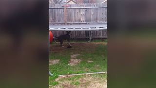 Dog Struggles With The Trampoline