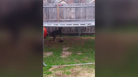 Dog Struggles With The Trampoline