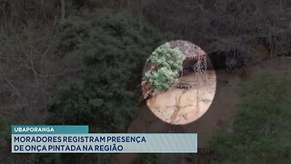 Ubaporanga: Moradores Registram Presença de Onça Pintada na Região.