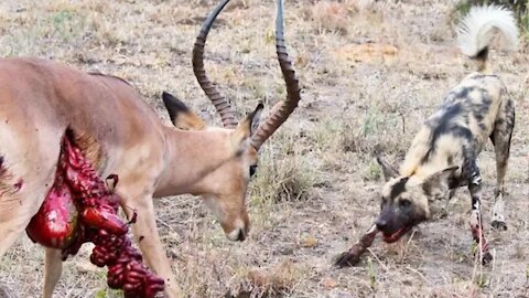 wild dogs eats impala ALIVE brutally / impala fights back guts falls out
