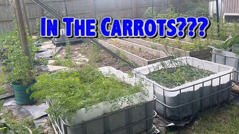 In the Carrots?? Really??