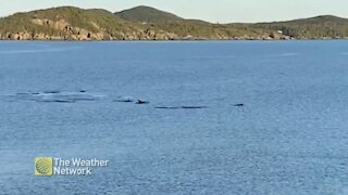 Pod of porpoises move through Newfoundland waters