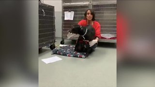 A dog that was found dumped in a Buffalo garbage tote during freezing weather is getting healthier and stronger every day