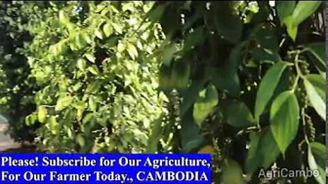 AgriCambo Live Stream