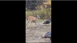 Protective Fawn Chases Away Intruding Turkeys