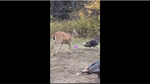 Protective Fawn Chases Away Intruding Turkeys