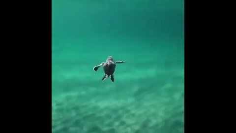 Feel relax watching Baby turtle swimming