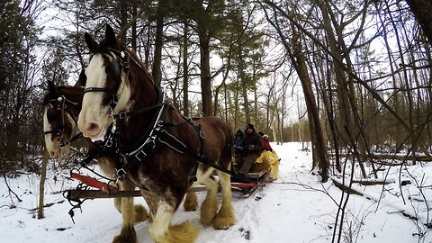 Clydesdales take family on unforgettable sleigh ride through the woods