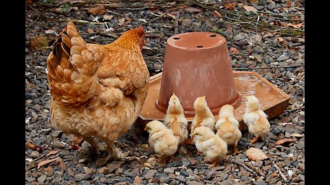 A Cute Chicken With Her Son