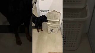 Rottweiler gets his best toy taken