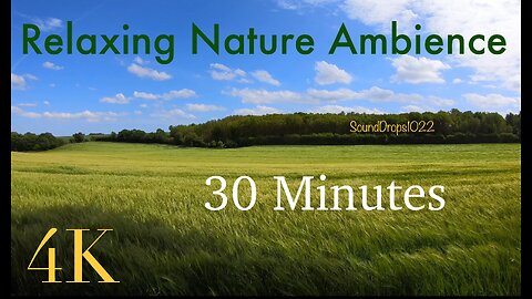 30 Minutes Harmony: Gentle Grass Field Ambience