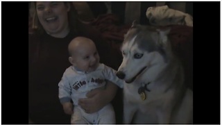 Baby cracks up every time his husky "talks"