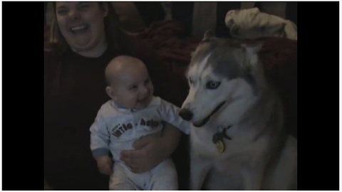 Baby cracks up every time his husky "talks"