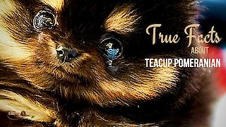 True facts about the Teacup Pomeranian