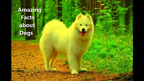 Amazing Facts about Dogs