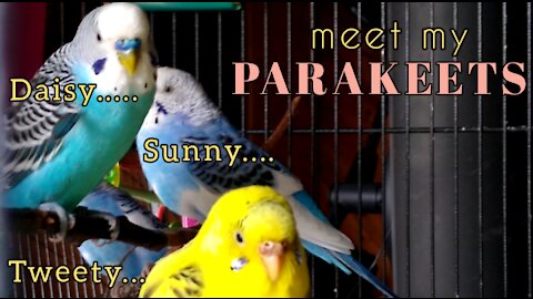 Meet my Parakeets