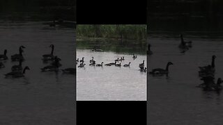 #goose #birds #animals #wildlife #viral #shorts #new #subscribe #video #shortsvideo #shortsfeed