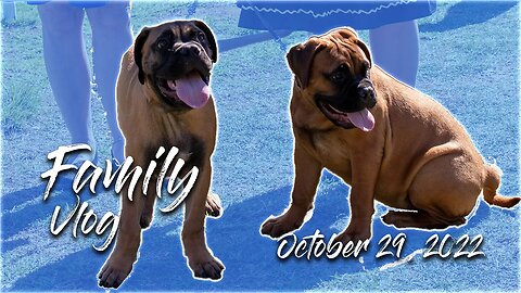 Rocky the Bullmastiff puppy competes - Kennel Club of Riverside Dog Show 10-29-22