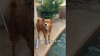 Shepsky swimming in the pool 🐕🥵#husky #cutedogs #dogs #germanshepard #shepsky #summer #swimming