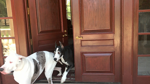 Happy Great Danes Race to Their Dad and the Groceries