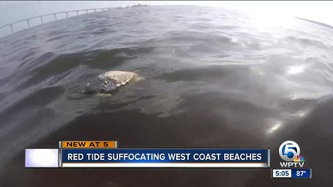 Red Tide suffocating Florida west coast beaches