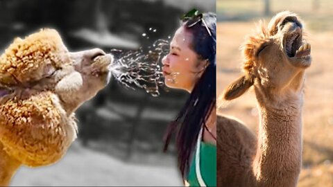 TRY NOT TO LAUGH😂, ALPACA SPRITS IN WOMAN'S FACE