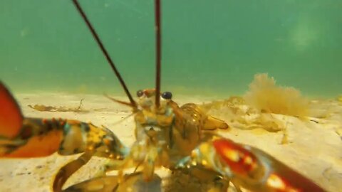 A Lobster Riding The Wave of Human Excrement