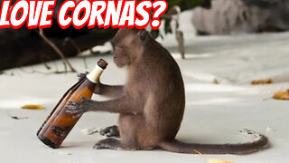 The Vervet monkeys Love Drinks Alcoholic Drinks
