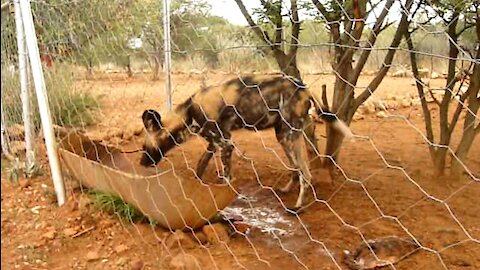Young rescued Wild Dog behaves like a domestic dog