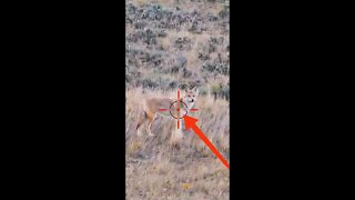 Hunting Coyotes #shorts #dogs #animals #hunter #079