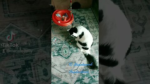 Another fun & interactive cat bonding activity. Bubbles! #shortvideo #cats #pets #short #youtuber