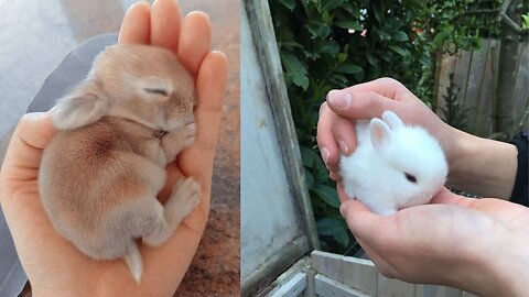 Cutest little baby rabbit😍😍