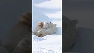 CUTENESS OVERLOAD! Polar bear mom and her adorable cub #nature