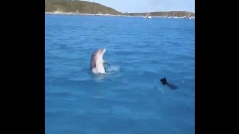 Dolphin is playing hide and seek with a dog in a sea