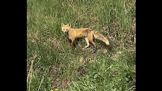 Wait for it! How many fox cubs do you see?