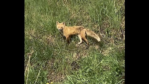 Wait for it! How many fox cubs do you see?