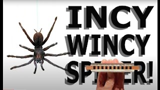 How to Play Incy Wincy Spider on the Harmonica