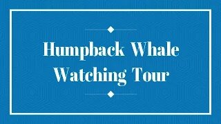 MEXICO Humpback Whale Watching 2017