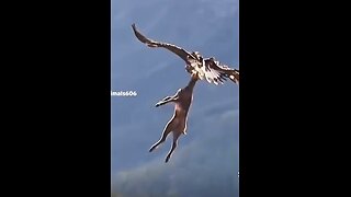 Now that’s a powerful animal! #eagle