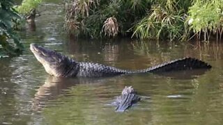 This is the scary-sounding mating call of an alligator!