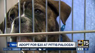 Pittie-Palooza! Adopt a pit bull for $20