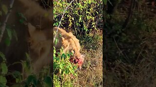 Hyena Den Raided By Lions! #Wildlife | #ShortsAfrica