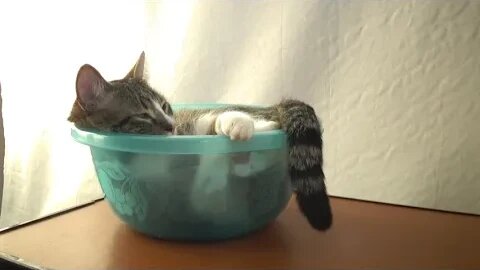 Seems Pretty Difficult for a Cat to Sleep in a Basin