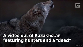 Hunters Learn Painful Lesson After Kicking "Dead" Wolf