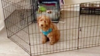 Puppy works smart, not hard - easily bypasses gate