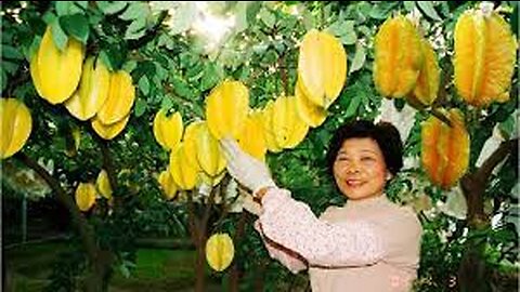 Star Fruit (Carambola) Farm And Harvest - Star Fruit Juices Processing Technology