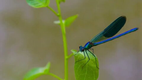 Dragonfly at River Extreme Close up